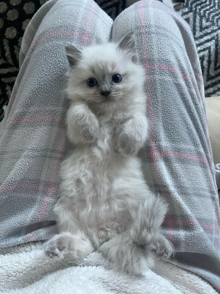 Persian mother cat with kittens