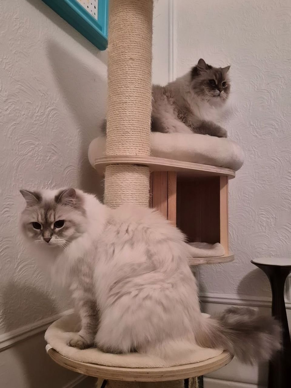 Happy Persian kittens