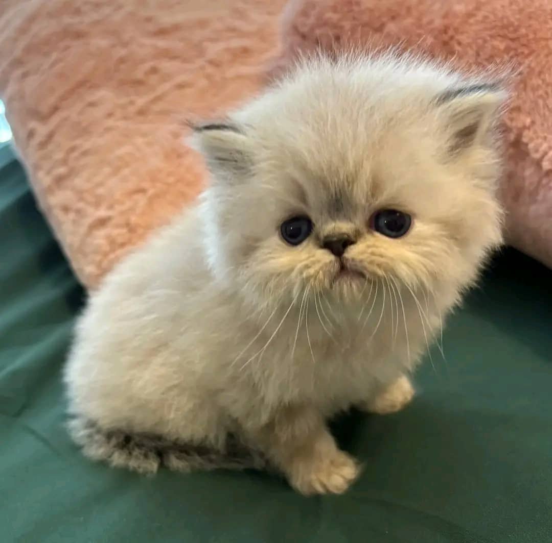 Persian kitten Luna